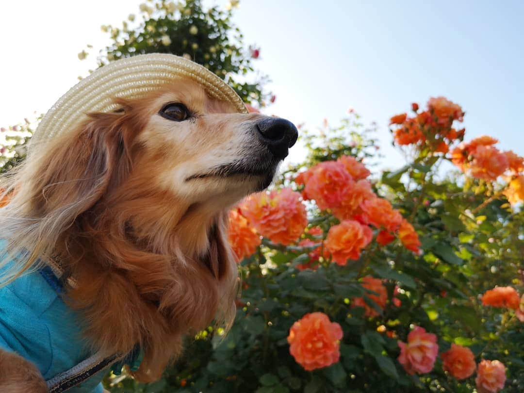 ?モデル?大地?さんのインスタグラム写真 - (?モデル?大地?Instagram)「♪🐾2019*5*18🐾 . 今年も素敵な🌹バラを見に 港の見える丘公園を 🐾お散歩して来ました🎶😆😆😆 . . 🐾🐾🐾🐾🐾🐾🐾🐾🐾🐾🐾🐾🐾🐾 . #大地#大好き#だいすき #いつも一緒#ずっと一緒 #大地なしでは生きて行けませんw #いぬ#犬#わんこ#ワンコ . #愛犬 #犬バカ部#いぬら部#いぬすたぐらむ #犬のいる暮らし #pecoいぬ部#わんこのunco #港の見える丘公園#バラ#薔薇#最高 . #横浜#yokohama#神奈川 #散歩 #お散歩 #ミニチュアダックスフンド#ミニチュアダックス #ダックスフンド#ダックス」5月18日 9時32分 - sachi_daichi