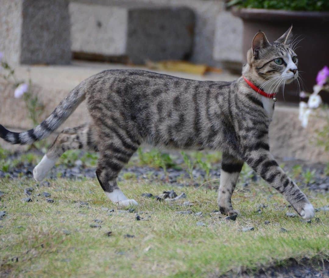 やふさんのインスタグラム写真 - (やふInstagram)「モデル歩きかっ . #cat #neko #catlovers #catsofinstagram #catstagram #instacat #猫 #ねこ #ネコ #保護猫 #新吉」5月18日 9時38分 - kyafy