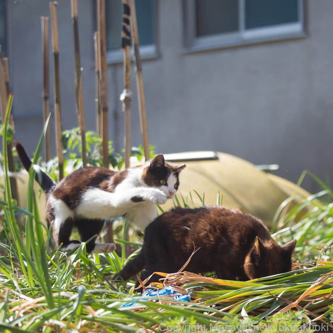 Masayukiさんのインスタグラム写真 - (MasayukiInstagram)「しむら、うしろうしろ！  #cat #ねこ #フジファブリック」5月18日 15時25分 - okirakuoki