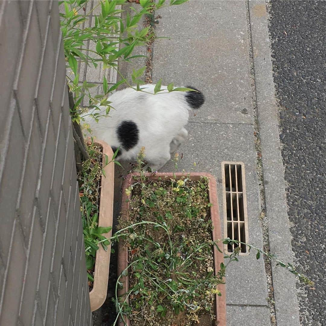 Kachimo Yoshimatsuさんのインスタグラム写真 - (Kachimo YoshimatsuInstagram)「ナナクロ来た！ Nana Kuro came home！ #uchinonekora #nanakuro #neko #cat #catstagram #kachimo #猫 #ねこ #うちの猫ら http://kachimo.exblog.jp」5月18日 15時21分 - kachimo