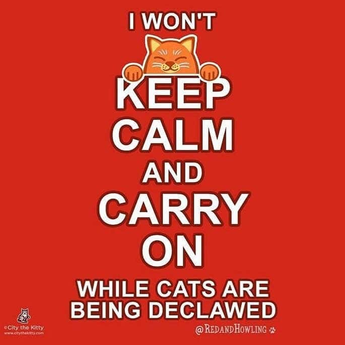 City the Kittyさんのインスタグラム写真 - (City the KittyInstagram)「If you love your cats, you won’t declaw them. 🐾 .  Please join us and help us end this barbaric animal cruelty. ❤️🙏🏻#stopdeclawing  Please take 60 seconds and sign the petition that’s on the link on my Instagram bio. 👍🏻🙏🏻 #voiceforthevoiceless  Thanks to @redandhowling for this and for helping us protect cats from having their toes and claws amputated. ❤️」5月18日 10時12分 - citythekitty