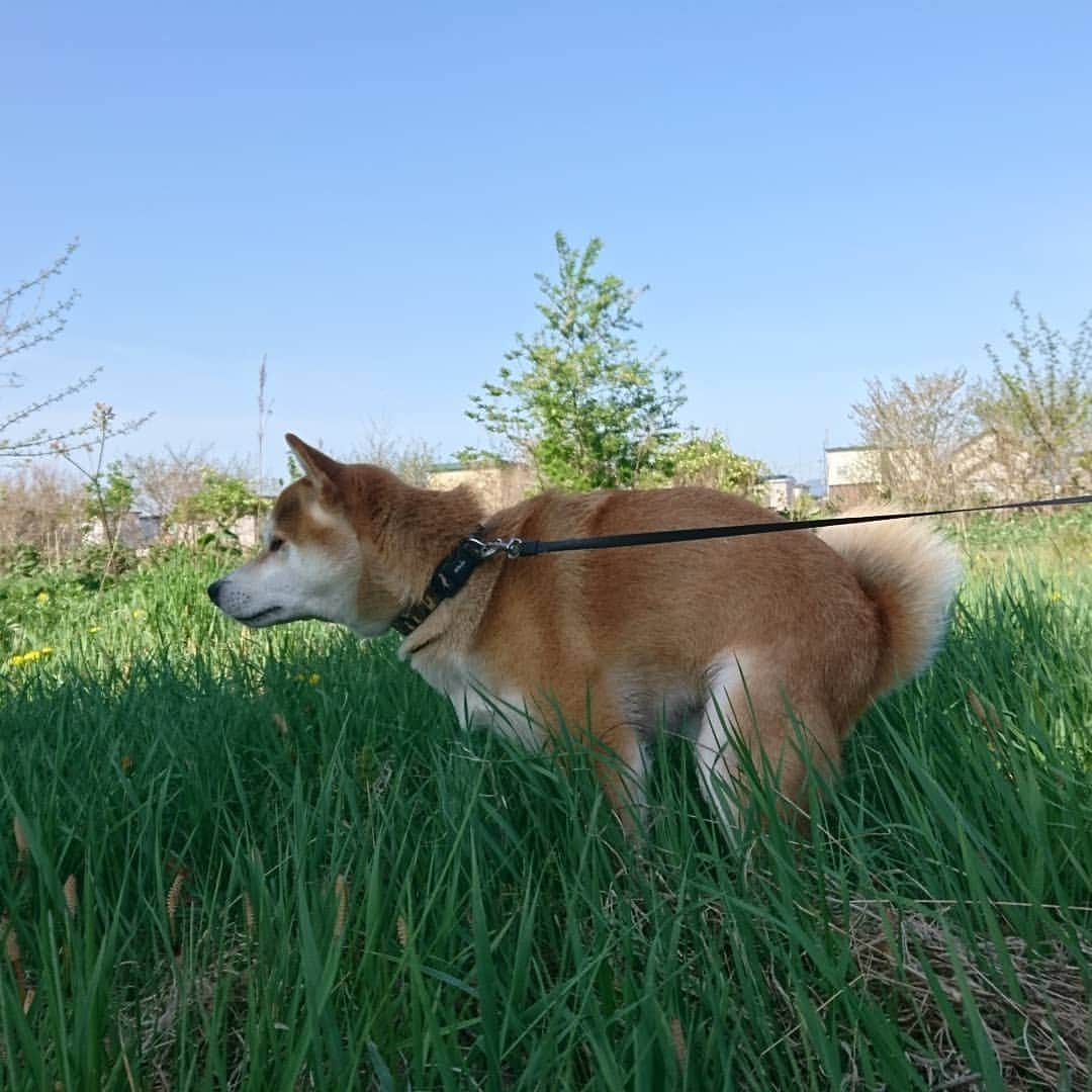 柴犬⭐️サスケさんのインスタグラム写真 - (柴犬⭐️サスケInstagram)「おはわん #朝ん歩 #柴北会 #柴犬#赤柴#赤柴男子 #茶助#わんだフォ #ふわもこ部 #犬ら部 #北海道#💩#振り向きスタイル#pecoいぬ部 #shibagram #shibainu #shibasnap #🐶📷」5月18日 10時13分 - shiba20150405