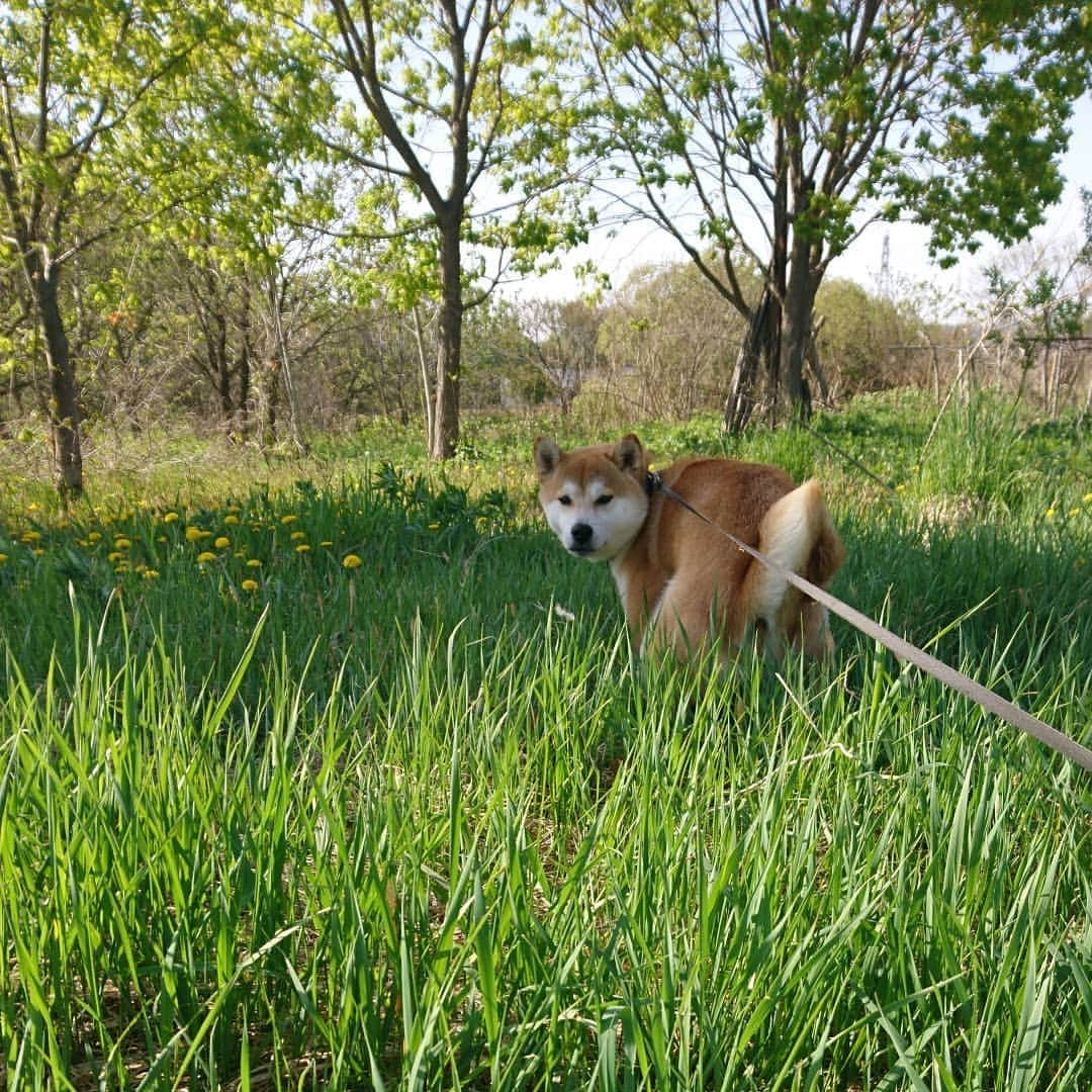 柴犬⭐️サスケのインスタグラム