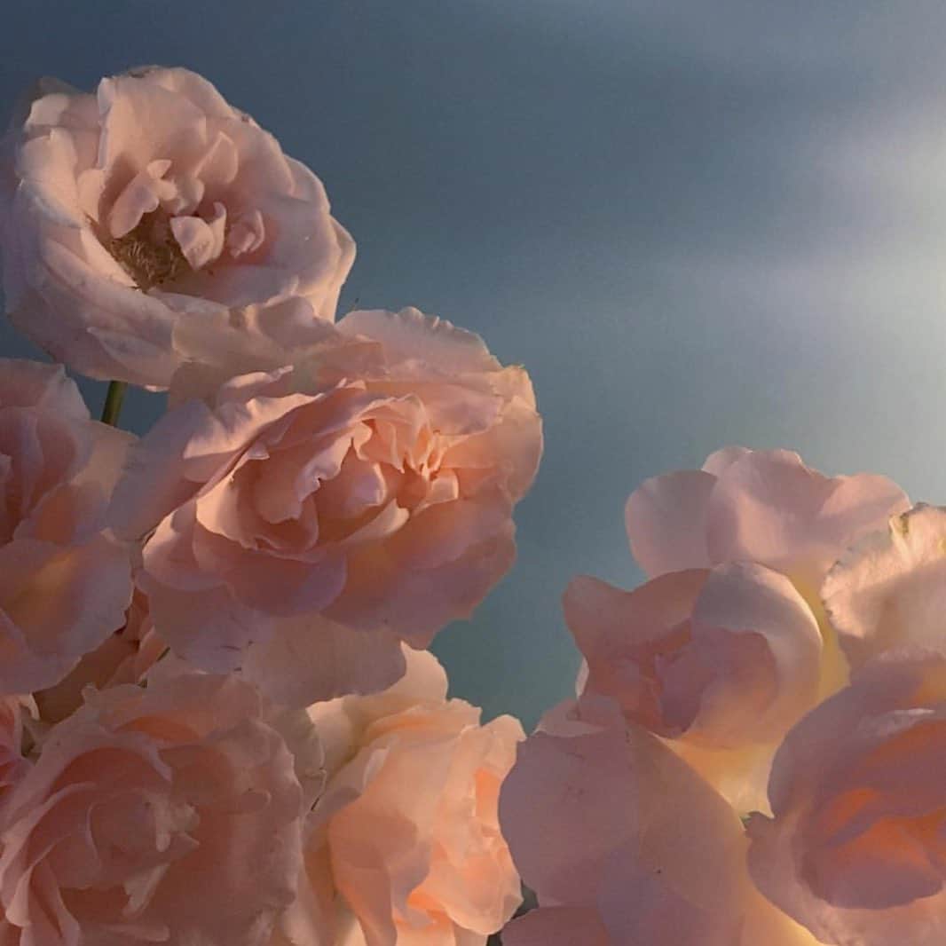 MARIHA Official Instagramさんのインスタグラム写真 - (MARIHA Official InstagramInstagram)「. Her heart was a secret garden and the walls were very high.  #Regram  @doan_lyA  #mariha #jewelry #inspiration #imageoftheday #floral #rose #finejewelry #summerdress #マリハ #ジュエリー #アクセサリー #サマードレス #ファッション」5月18日 10時19分 - mariha_official