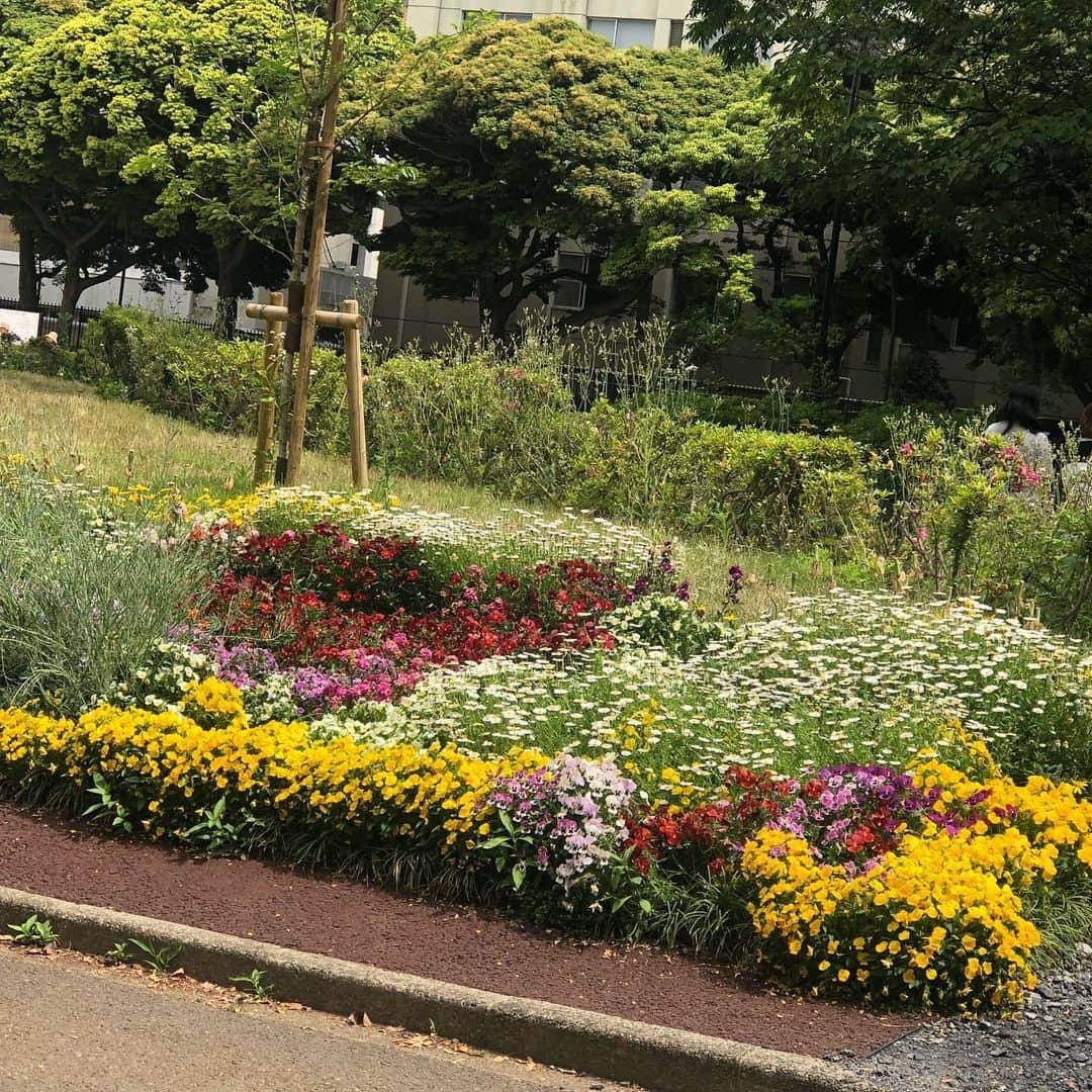 千吉良恵子さんのインスタグラム写真 - (千吉良恵子Instagram)「#駒沢公園 #ジャブジャブの池のそば #花壇 #花ざかり お散歩が楽しい季節ですね💕 新緑も清々しい🍀」5月18日 10時27分 - chigirakeiko