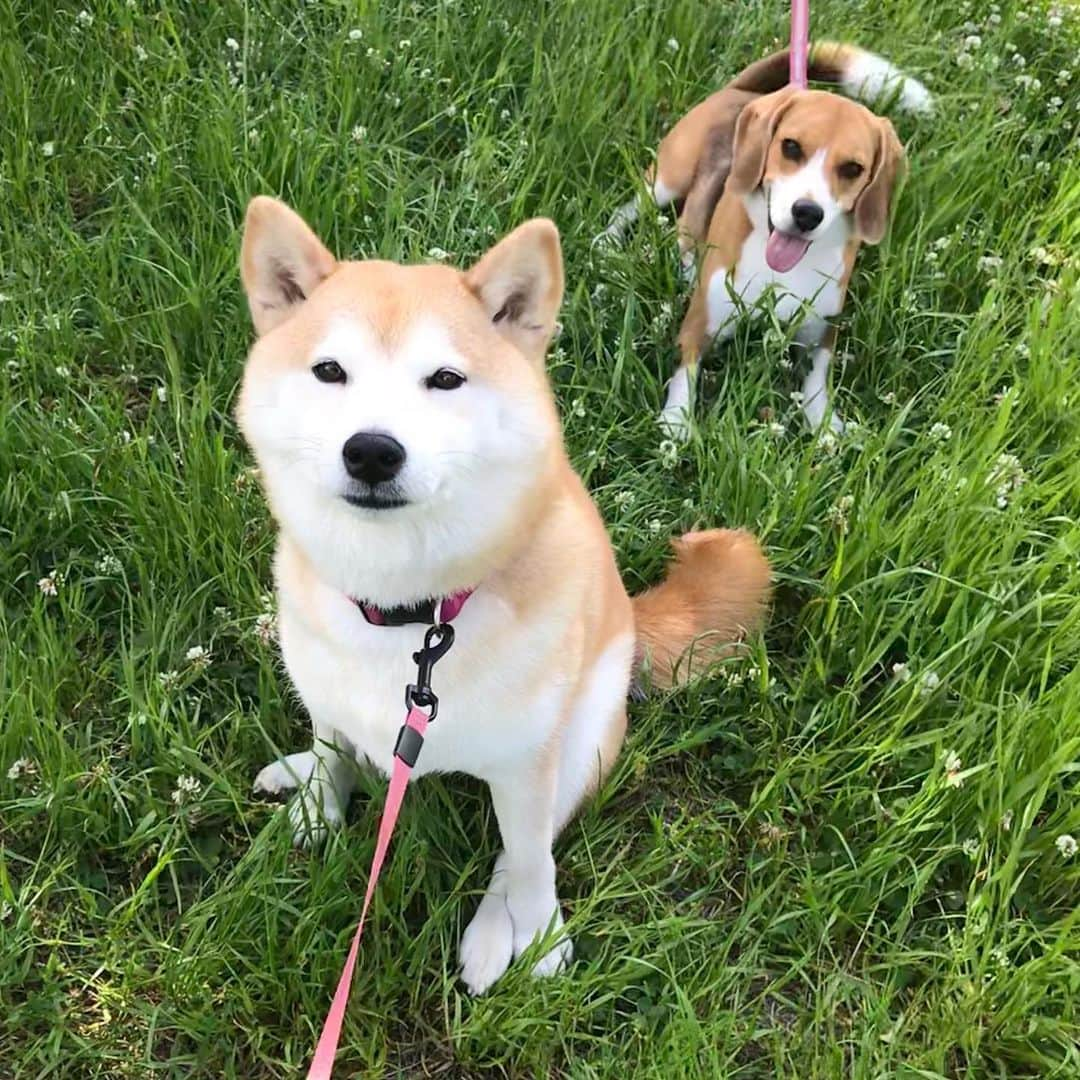 柴犬のモモさんのインスタグラム写真 - (柴犬のモモInstagram)「おはようございます。今朝もいい天気で暑かったです。ワンコ達は、走っては日陰に入って涼んでました #いぬ #イヌ #犬 #柴犬 #赤柴 #日本犬 #犬バカ部 #ふわもこ部 #いぬら部 #癒しわんこ #柴犬マニア #犬のいる暮らし #口角キュキュッと部 #shiba #shibainu #shibadog #dogstagram #dogsofinstagram #shibastagram #shibasofinstagram #shibamania #inu #instadog #toyota_dog」5月18日 10時23分 - shi_ba_i_nu_momo