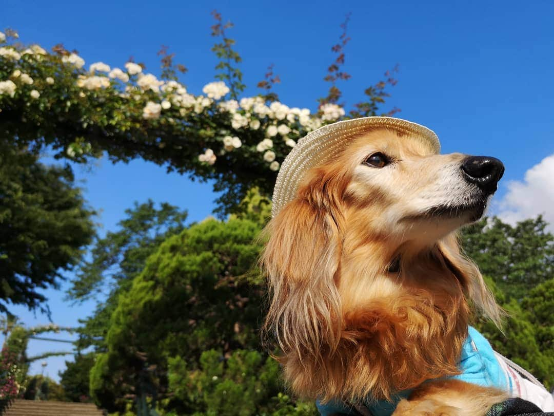 ?モデル?大地?さんのインスタグラム写真 - (?モデル?大地?Instagram)「♪🐾2019*5*18🐾 . 🐶大地の横顔❤大好き💕 . . 🐾🐾🐾🐾🐾🐾🐾🐾🐾🐾🐾🐾🐾🐾 . #大地#大好き#だいすき #いつも一緒#ずっと一緒 #大地なしでは生きて行けませんw #いぬ#犬#わんこ#ワンコ . #愛犬 #犬バカ部#いぬら部#いぬすたぐらむ #犬のいる暮らし #pecoいぬ部#わんこのunco #港の見える丘公園#バラ#薔薇#最高 . #横浜#yokohama#神奈川 #散歩 #お散歩 #ミニチュアダックスフンド#ミニチュアダックス #ダックスフンド#ダックス」5月18日 10時25分 - sachi_daichi