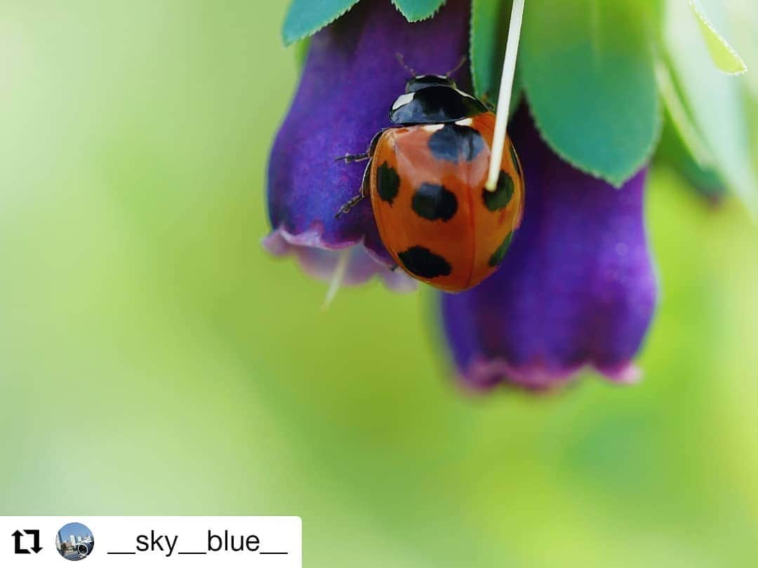 カメラのキタムラさんのインスタグラム写真 - (カメラのキタムラInstagram)「#キタムラ写真投稿 repost @__sky__blue__ 様 • • • • • • #てんとう虫 #昆虫 #はなまっぷ #花撮り人 #ザ花部 #花フレンド #キリトリセカイ #ふんわり写真部 #エアリーフォト #カメラ好なき人と繋がりたい #写真撮ってる人と繋がりたい #写真好きな人と繋がりたい #ファインダー越しの私の世界 #風景写真 #風景 #東京カメラ部 #flowerlovers #insect #ladybug #flower_daily #flowerstagram #naturephotography #macro_captures #macrophotography #nature_brilliance #bokehphotography #bokehlicious #bokeh_bliss #lumixgf9  LUMIXgf9 × OLYMPUS M.ZUIKO DIGITAL ED 60mm / F2.8 Macro」5月18日 10時36分 - camera_kitamura