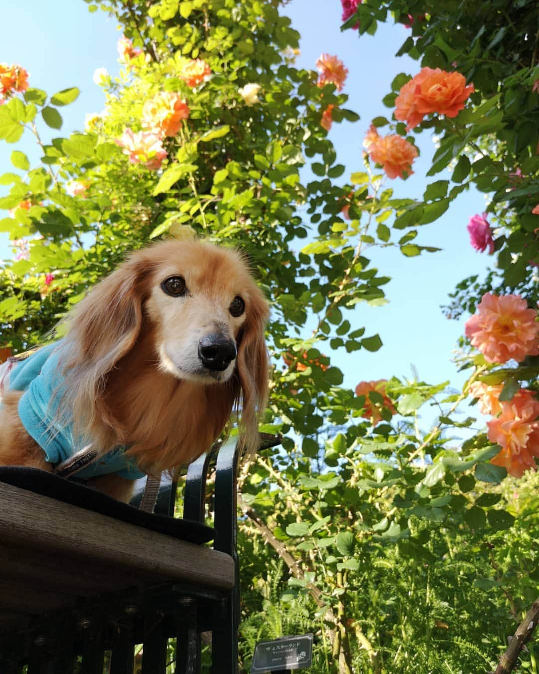 ?モデル?大地?のグルメインスタ