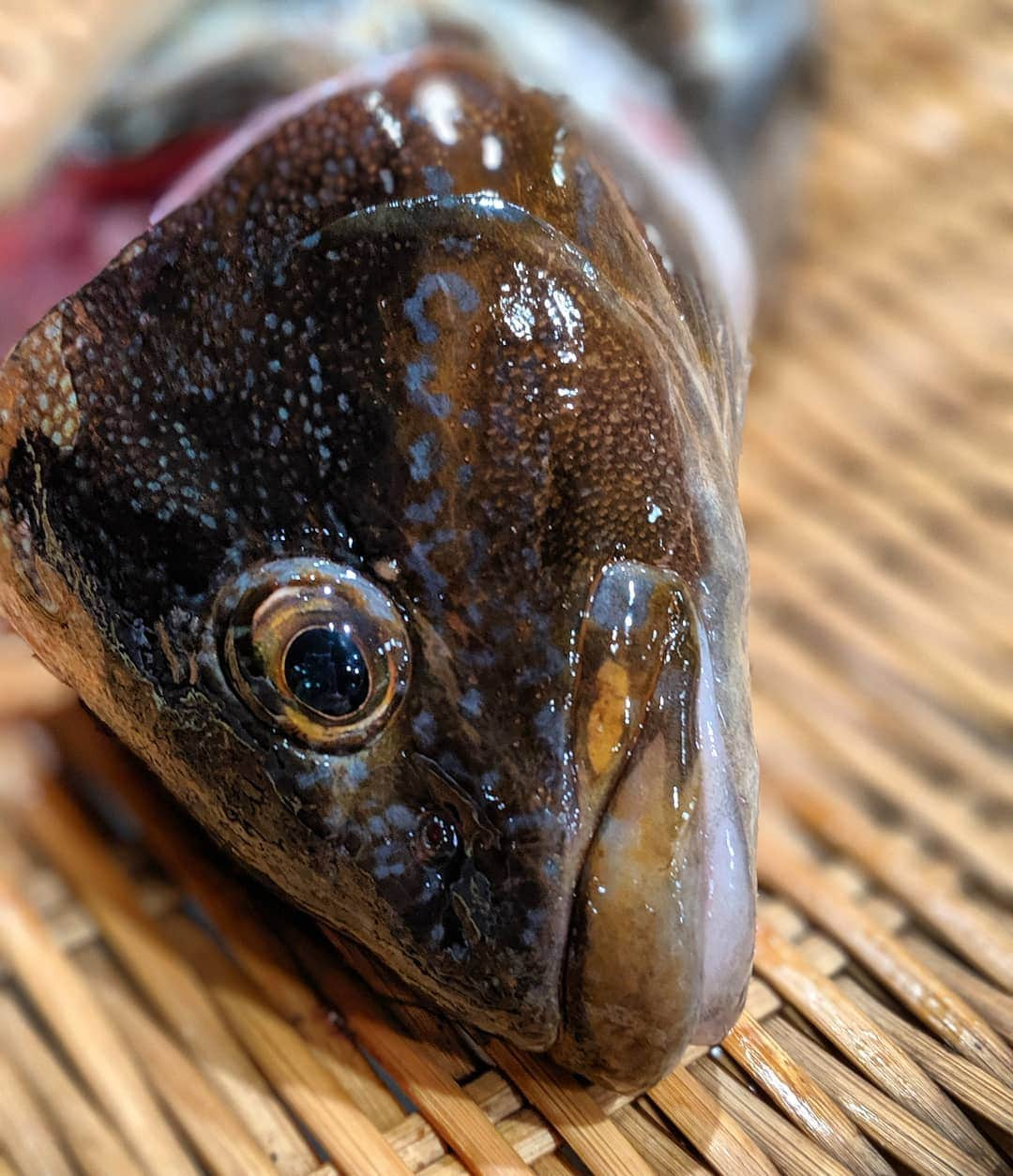 天本正通 さんのインスタグラム写真 - (天本正通 Instagram)「今年は江戸前アイナメは極貴重。 魚減ってる。。 #東京湾 #竹岡 #アイナメ」5月18日 10時55分 - masamichiamamoto