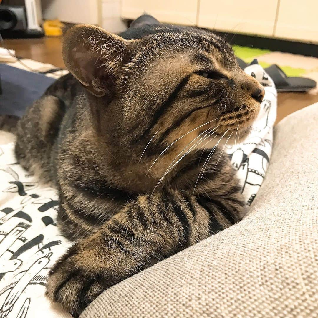 Musashiさんのインスタグラム写真 - (MusashiInstagram)「おはムサシ！ ツンデレーション。Look sideways. #musashi #mck #cat #キジトラ #ムサシさん #ねこすたぐらむ #musashi_the_cat」5月18日 11時25分 - _daisy