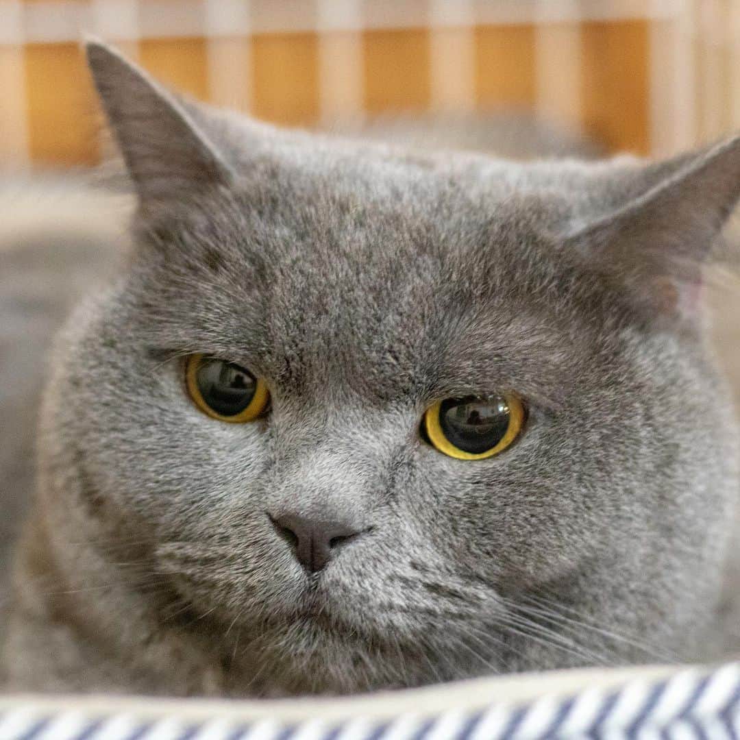 マアルのインスタグラム：「モコちゃん #🐱 #猫好きさんと繋がりたい #北海道 #旭川市 #ペットホテル #ブリティッシュショートヘア」