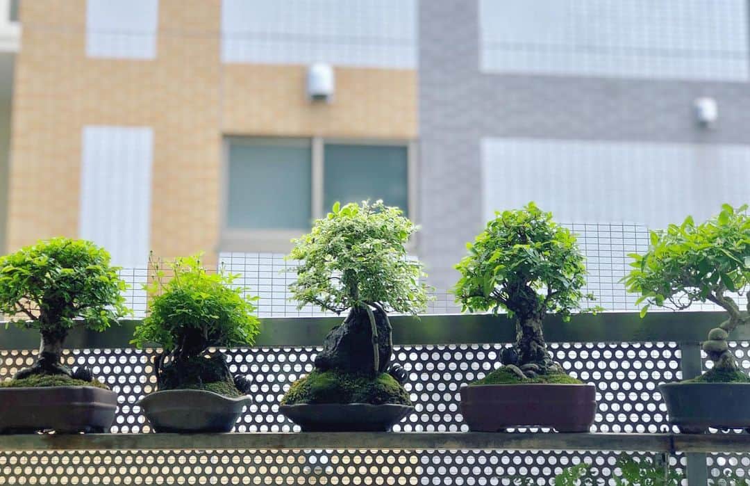 金成公信のインスタグラム：「スタメン。#盆栽 #bonsai #スタメン #startinglineup #bonsaijapan #japanesebonsai #wabisabi #bonsailovers #bonsailife #bonsaitree #bonsaiart #bonsaigram #bonsaiworld #plants #tree」