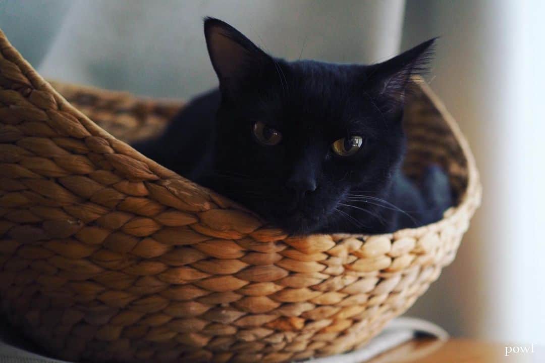 anemone_69のインスタグラム：「. #ハカセとキョウジュ #blackcat #黒猫 #cat #猫 #保護猫 . .」