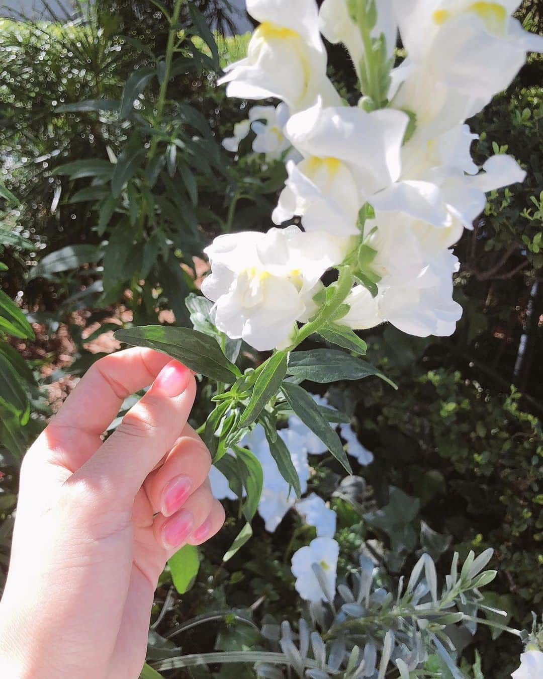 堤礼実さんのインスタグラム写真 - (堤礼実Instagram)「🌿 最近のお爪事情☺︎ チークネイルとやらにしています。 シンプルだけどほんのりピンクが可愛くてお気に入りです♡ . #チークネイル #お天気良き」5月18日 12時10分 - reimi_tsutsumi1123