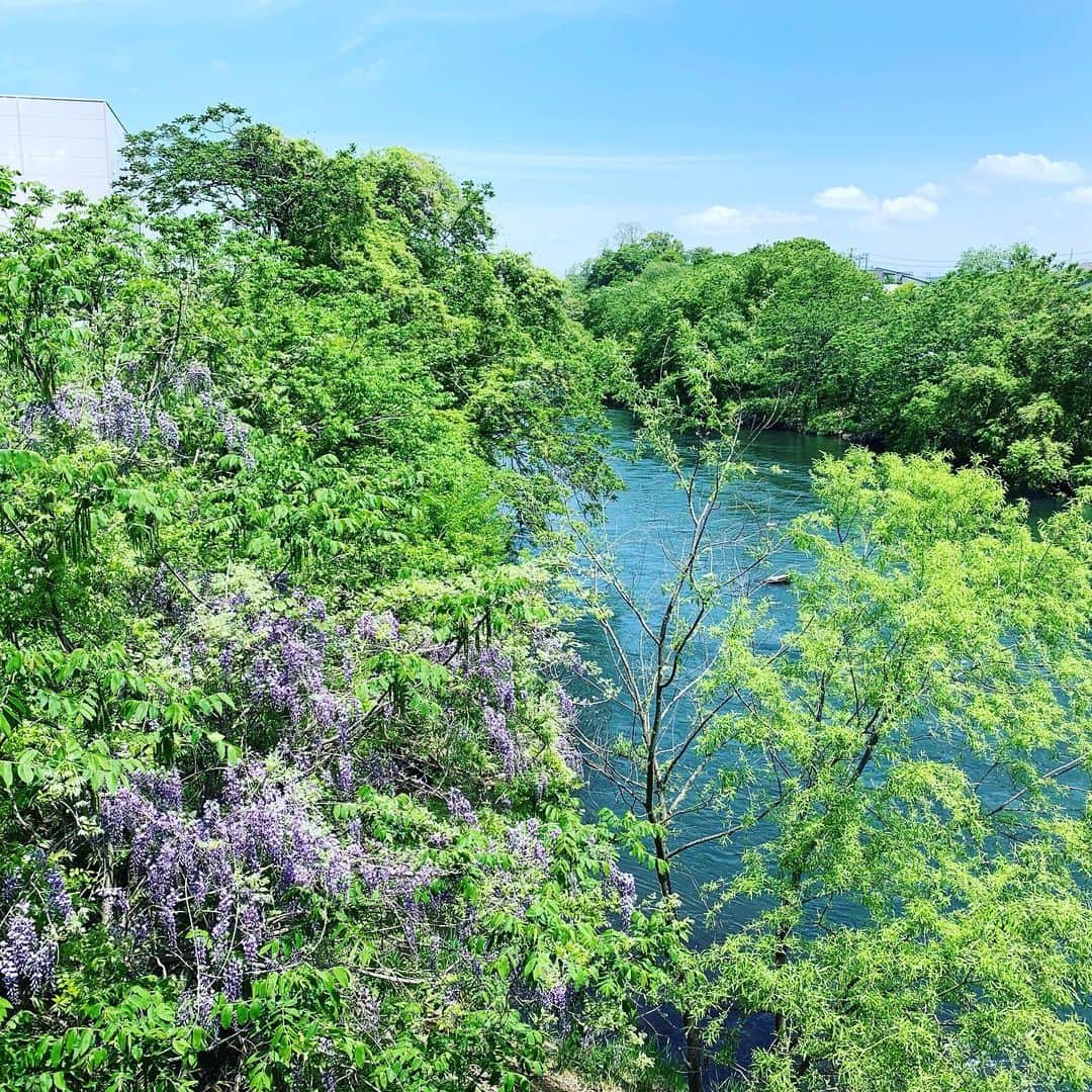 大隅智子さんのインスタグラム写真 - (大隅智子Instagram)「北上川沿いのフジの花。日差しが強く、暑いけど、風が気持ちいい5月。 #フジ #北上川 #5月 #盛岡 #岩手」5月18日 12時17分 - tomokotenki