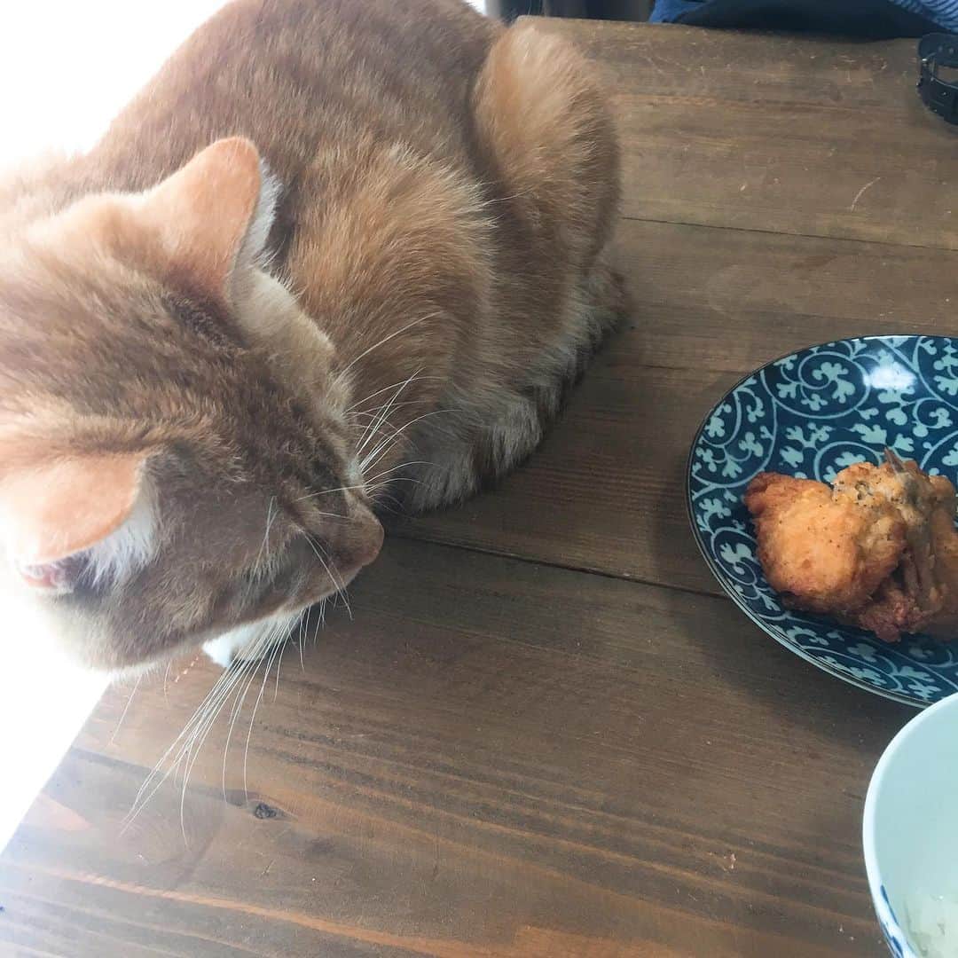 金巻ともこのインスタグラム
