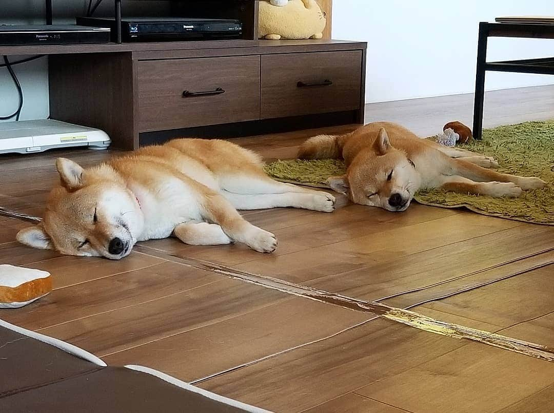 柴犬たま Shibainu Tamaのインスタグラム