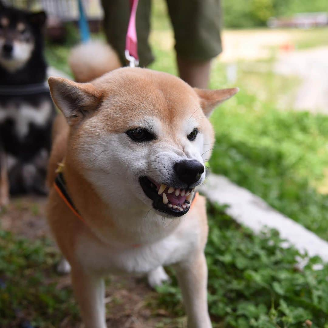 がんちゃんさんのインスタグラム写真 - (がんちゃんInstagram)「2019年5月15日  可愛子ちゃん達に3年ぶりに会えました😍 @cota.sora_shiba さんとこた&そら君💕楽しかったー😆こた&そら君が豆柴ちゃんだから一緒にいると「親子ですか？」って必ず聞かれる🤣🤣 両端がガウリン注意の子😆  素敵なカフェで久々に女子っぽいもの食べてきました😋  #いちごソース勿体無くて全部かけたら甘過ぎた #いちごづくしのパンケーキ  #大江ノ郷自然牧場 #ココガーデンカフェ」5月18日 12時48分 - kota2ann