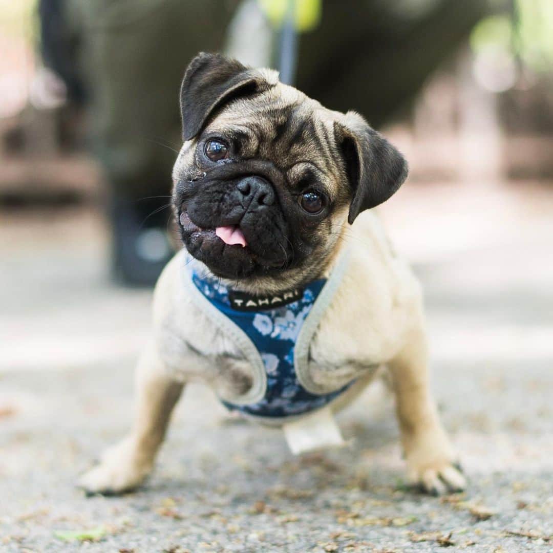 The Dogistさんのインスタグラム写真 - (The DogistInstagram)「Pickles, Pug (7 y/o), Tompkins Square Park, New York, NY • “She charges for nudes.”」5月18日 12時49分 - thedogist
