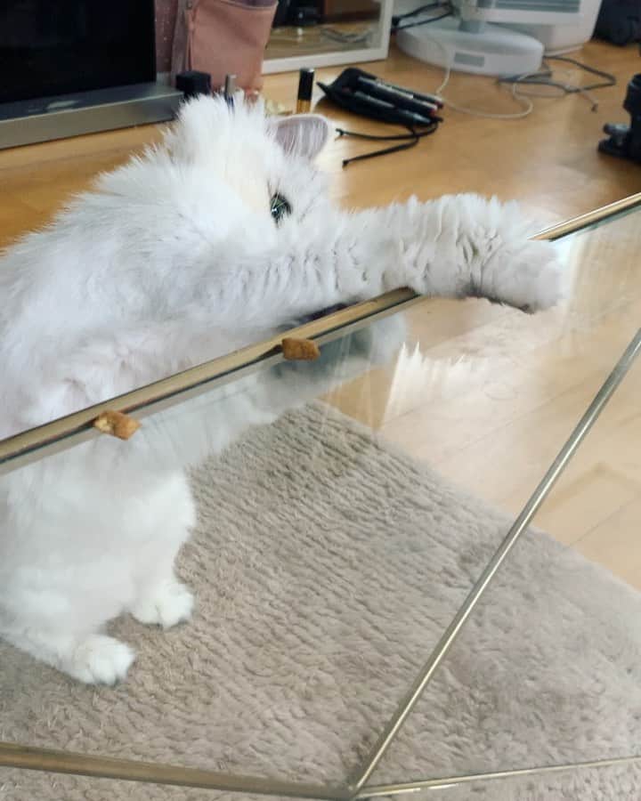 BeBeのインスタグラム：「Happy caturday🐱💕しーばとる時のお顔が真剣でかわいい😭💕#bebe #bebechannel #cat #kitty #kittycat #ilovecat #kittensofinstagram #petsofinstagram #catsofinstagram #hubcats #persiancat #adorable #catvideo #instamovie #instacat #ねこ #neko #happycaturday」