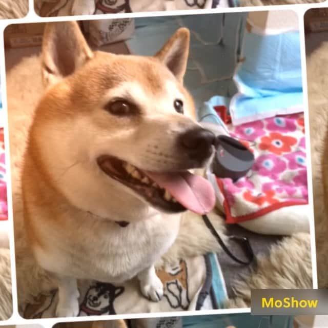 azumyのインスタグラム：「どう弄ろうが可愛いもんは可愛いのだった。」