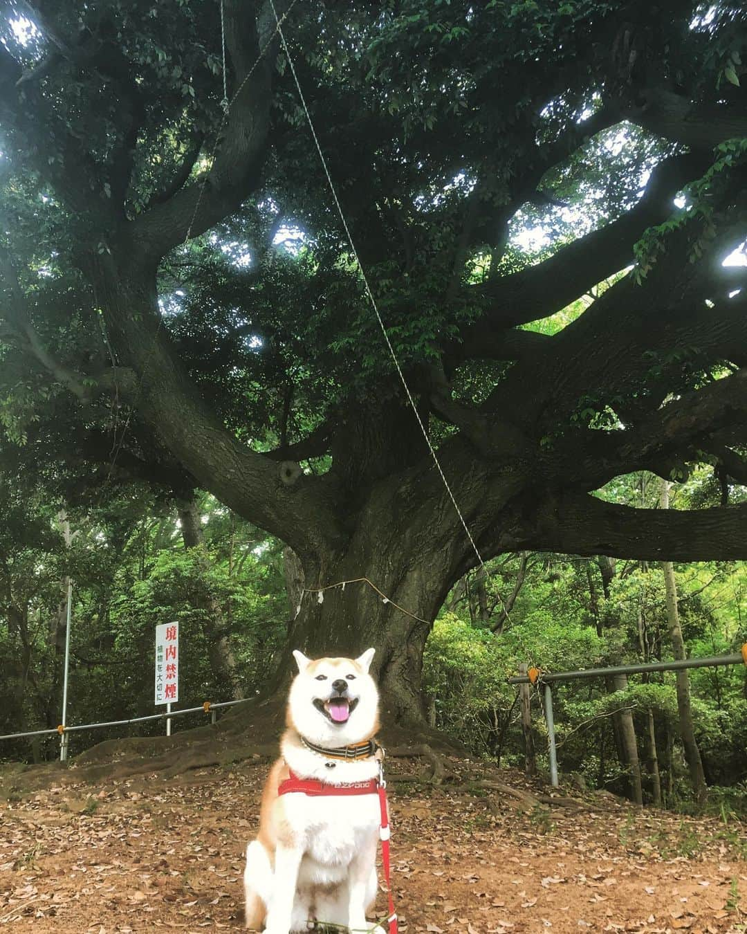 てんパパさんのインスタグラム写真 - (てんパパInstagram)「てんちゃんの好きな神社まで一時間半コース #朝んぽ #御神木 ＃パワースポット」5月18日 13時03分 - tenchan.shiba