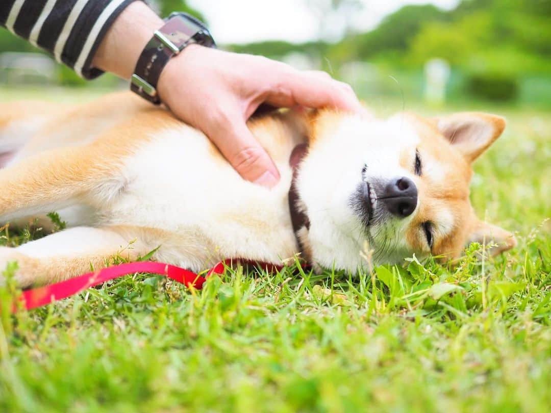 豆柴にこちゃんさんのインスタグラム写真 - (豆柴にこちゃんInstagram)「🐶 首元ワシャワシャされて、 気持ちいい〜✨の顔🤤 . にこが手術する大学病院の担当の先生、 よくよく調べたら副院長だし大学教授もやってて 獣医学会の研究発表とかで賞も取りまくってる、 おそらく獣医師会のすごい人だった😳❣️ 日本獣医学会の評議委員もやった経歴もあったり。 . 整形外科専門だし、 素人目にも経歴見る限り この人に治せなかったら治せないんじゃ、 というくらい何やらすごそうな人です。 . 教授だから、どうりで説明わかりやすかったし、 ベテラン感があったのね👨‍⚕️✨ . ますます安心感😌 . #にこの右足闘病記 . #柴犬#豆柴#pecoいぬ部#犬#わんこ#犬#ここ柴部#shibainu#dog#mameshiba#pecotv#dog#いぬのきもち部#しばいぬ#しばけん#こいぬ#シバイヌ#いぬ#イヌ#赤柴#マメシバ#ペット#日本犬#子犬#puppy#doggo#pet」5月19日 0時28分 - nikochan.mame48