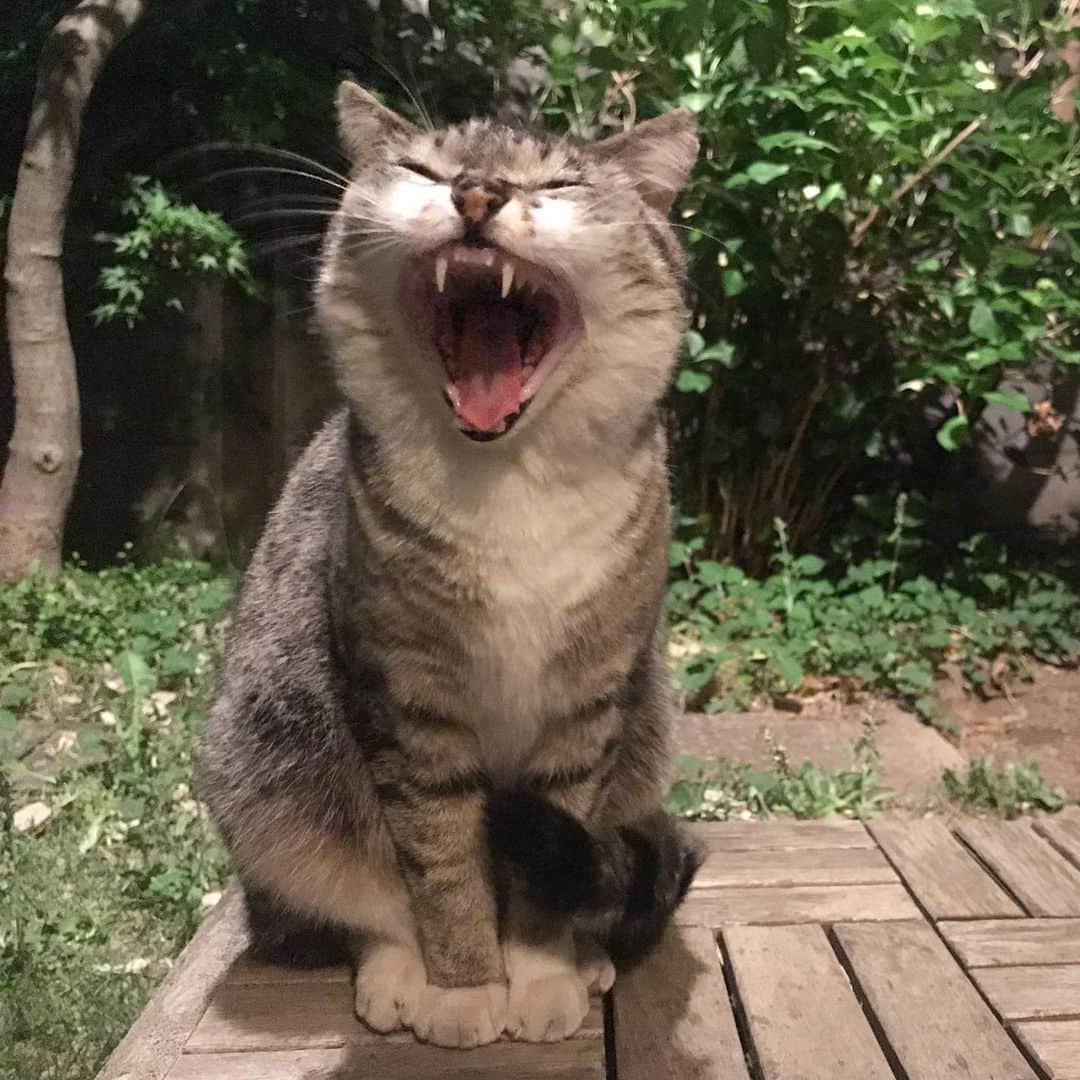 山田稔明さんのインスタグラム写真 - (山田稔明Instagram)「眠そうに帰ってきた。チミはママンのために他の猫を追い払ってるみたいな感じもあるのです。 #チミママ」5月18日 23時07分 - toshiakiyamada