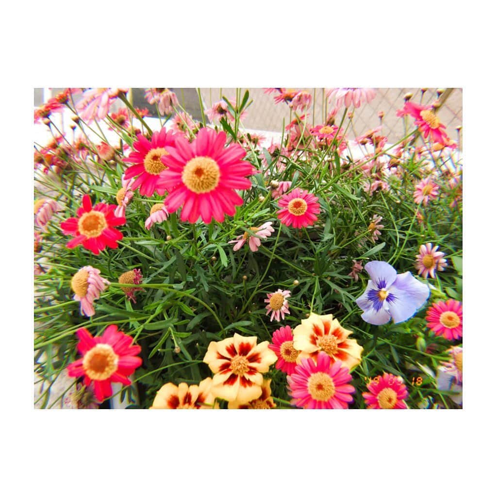 Nao☆ さんのインスタグラム写真 - (Nao☆ Instagram)「なんて可愛いお花なの😍🌸🌼 ぽんちゃと二人で花を撮りあいっこしてました📷✨笑」5月18日 23時02分 - nao_ngc