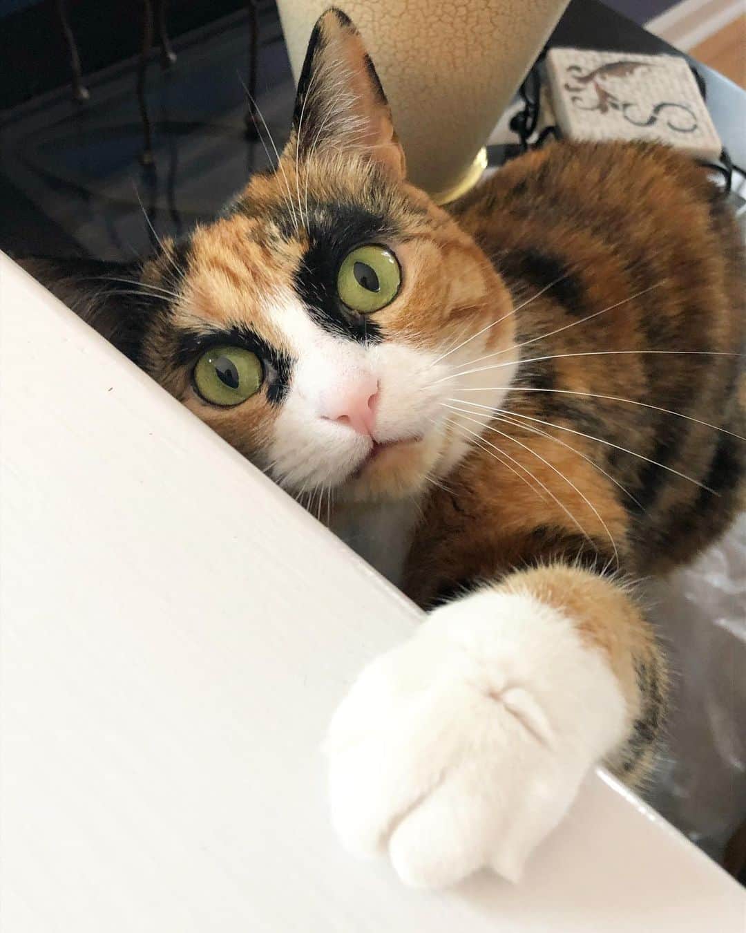 リリーのインスタグラム：「#Caturday! 😸 Let’s go play!」