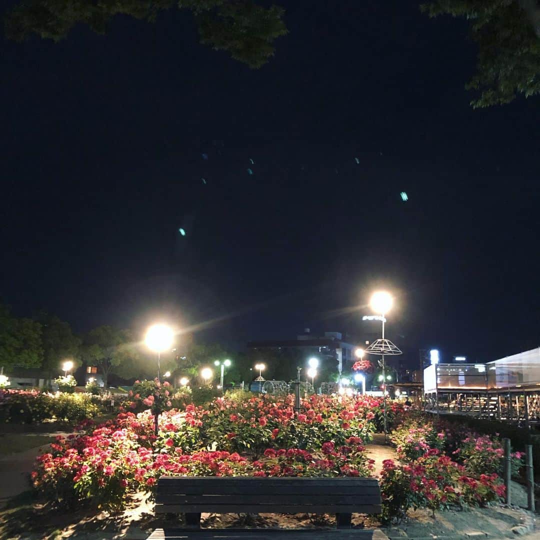 Megumiさんのインスタグラム写真 - (MegumiInstagram)「夜の #バラ公園  #福山」5月18日 23時03分 - paix2megumi