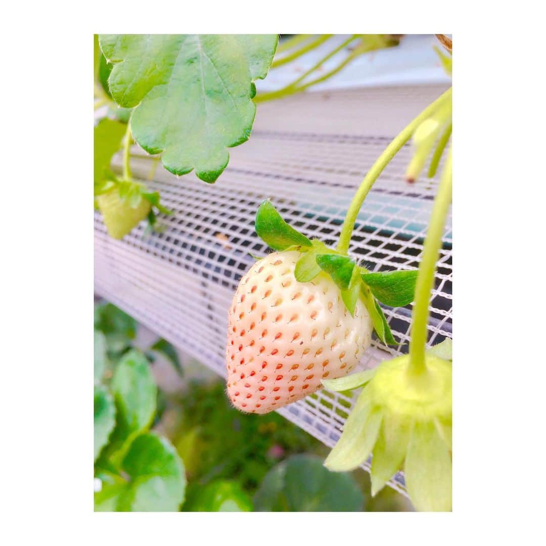 村山絢香さんのインスタグラム写真 - (村山絢香Instagram)「✻ ✻ ✻ ✻ いちご狩り〜✨☺️💕🍓 みんなで食べるのに夢中に(*ˊᵕˋ*)🌸笑 一番食べたのは娘🤣🍓 いちごが本当に大好きな娘なので絶対に喜ぶと思っていたら…♡ 予想通りでした٩(*´ `*)۶🍓❤️ ✼ ✼ ・ ・ #いちご狩り ✨🍓#🍓 #家族 #ほっこり 🌸✨ #娘 #いちご大好き ☺️💕 #ストロベリー  #strawberry #白苺  #美味しい 💕  #ハウス の中を  #お散歩 👶💖 #楽しい #ママライフ #enjoy  #気まぐれ日記 ♡ #育児日記  #家族 #Family #愛しい 💓 #ベビー #baby #育児 #子育て #mama #パパ #babygirl  #女の子 #女の子ママ ♡ #親バカ」5月18日 23時04分 - ayaka_murayama