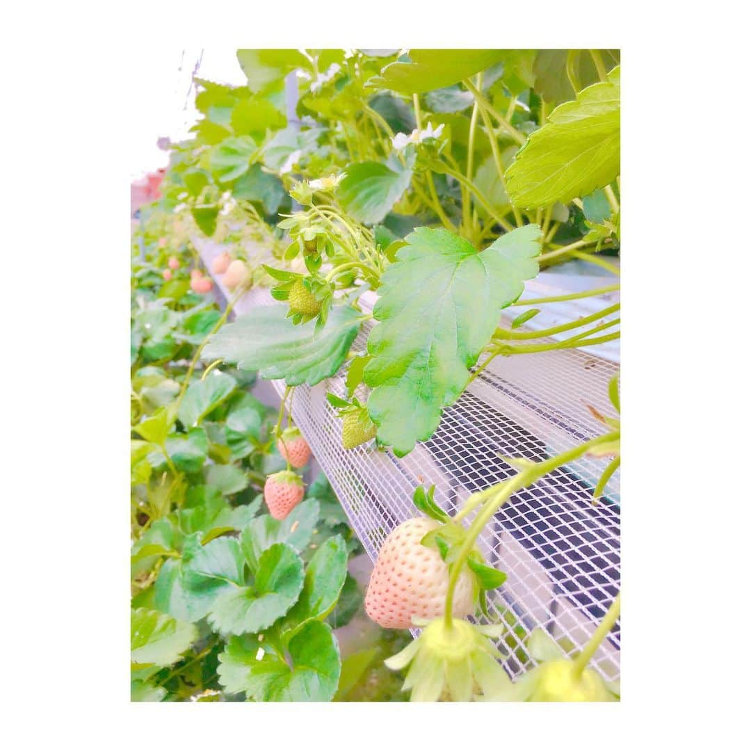 村山絢香さんのインスタグラム写真 - (村山絢香Instagram)「✻ ✻ ✻ ✻ いちご狩り〜✨☺️💕🍓 みんなで食べるのに夢中に(*ˊᵕˋ*)🌸笑 一番食べたのは娘🤣🍓 いちごが本当に大好きな娘なので絶対に喜ぶと思っていたら…♡ 予想通りでした٩(*´ `*)۶🍓❤️ ✼ ✼ ・ ・ #いちご狩り ✨🍓#🍓 #家族 #ほっこり 🌸✨ #娘 #いちご大好き ☺️💕 #ストロベリー  #strawberry #白苺  #美味しい 💕  #ハウス の中を  #お散歩 👶💖 #楽しい #ママライフ #enjoy  #気まぐれ日記 ♡ #育児日記  #家族 #Family #愛しい 💓 #ベビー #baby #育児 #子育て #mama #パパ #babygirl  #女の子 #女の子ママ ♡ #親バカ」5月18日 23時04分 - ayaka_murayama