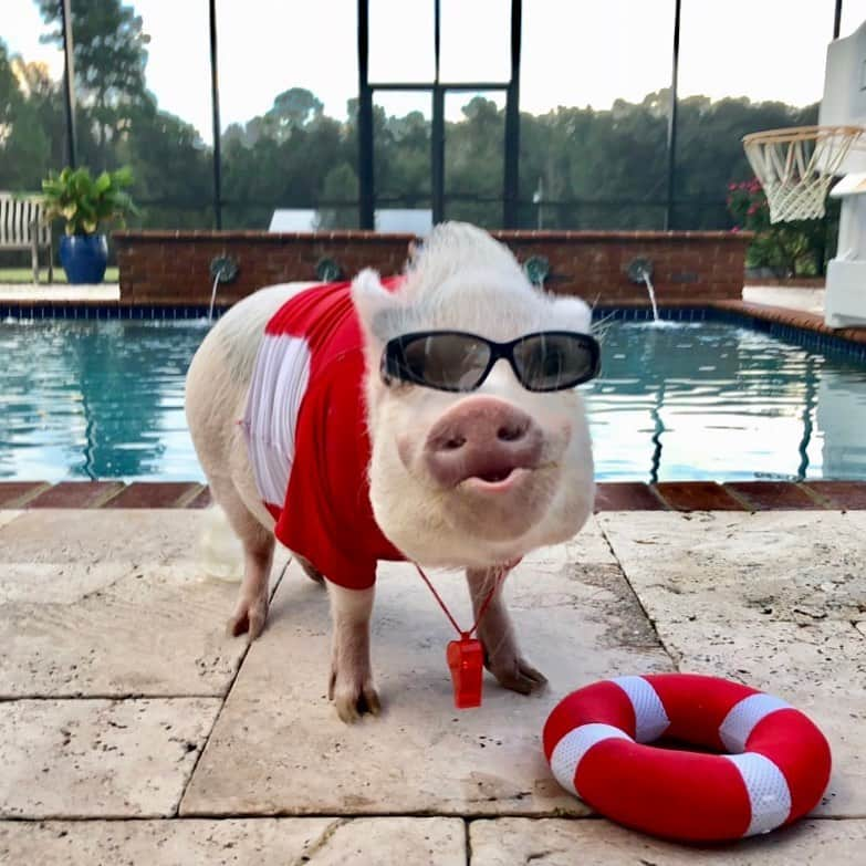 Priscilla and Poppletonさんのインスタグラム写真 - (Priscilla and PoppletonInstagram)「🚨HOT LIFEGUARD ALERT!🐷⛑Oink My Goodness! Look at Silly Pop. He did his hair and is blowing kisses hoping to get the lifeguard job again this summer at Grandma’s pool. (The snack pay is good, and she lets him take plenty of nap breaks).💦#ladiespig #lifeguard #saveme #bestjobever #summerjob #SillyPop #PrissyandPop」5月18日 23時05分 - prissy_pig