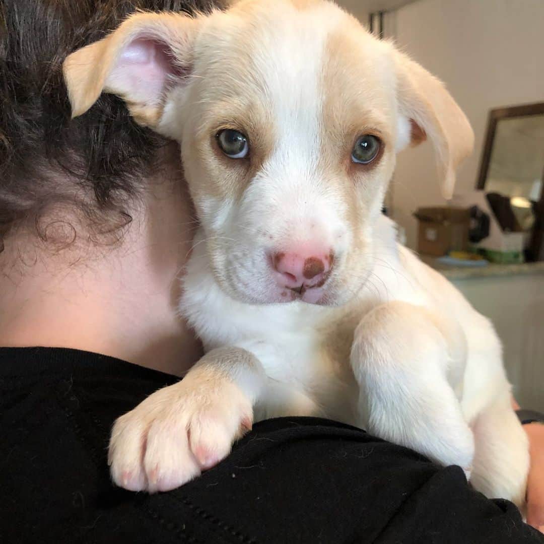 Tarte Cosmeticsさんのインスタグラム写真 - (Tarte CosmeticsInstagram)「‼️NYC TARTELETTES‼️ These puppies & more just arrived at @socialteesnyc & urgently need foster homes. Fostering lasts 2-4 weeks & pickup is ASAP in the East Village, it’s a great way to help a pup in need! Must be near NYC to apply. Interested? Submit a foster application at socialteesnyc.org & email foster@socialteesnyc.org 💜 #tartetails #crueltyfree」5月18日 23時27分 - tartecosmetics