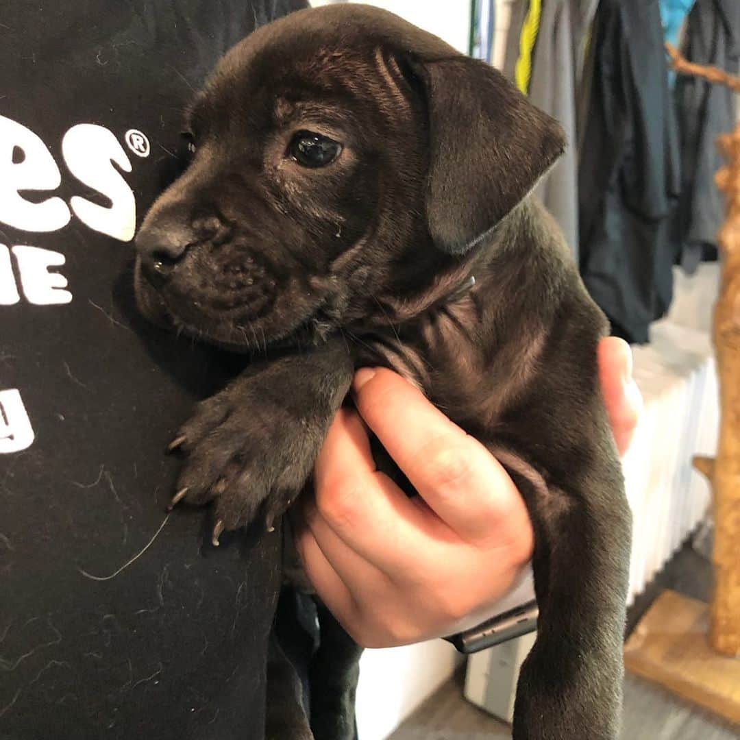 Tarte Cosmeticsさんのインスタグラム写真 - (Tarte CosmeticsInstagram)「‼️NYC TARTELETTES‼️ These puppies & more just arrived at @socialteesnyc & urgently need foster homes. Fostering lasts 2-4 weeks & pickup is ASAP in the East Village, it’s a great way to help a pup in need! Must be near NYC to apply. Interested? Submit a foster application at socialteesnyc.org & email foster@socialteesnyc.org 💜 #tartetails #crueltyfree」5月18日 23時27分 - tartecosmetics