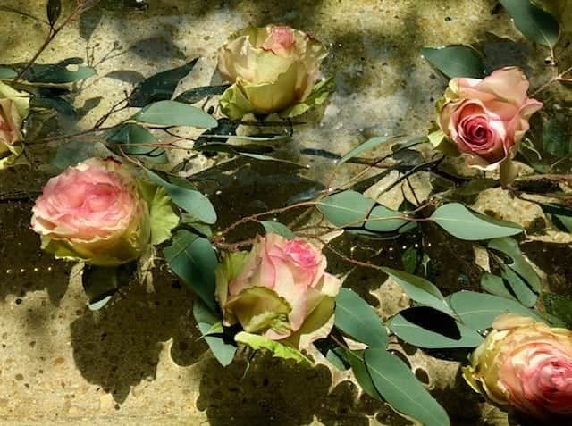 のインスタグラム：「Whimsical, celestial, and at the same time unaffected, beautiful roses contain the world in sheer modesty. They symbolize purity, mysticism, and a secret admirer. Miraculous things happen when they are near, so we always await the gorgeous rose pond. #meandropond」