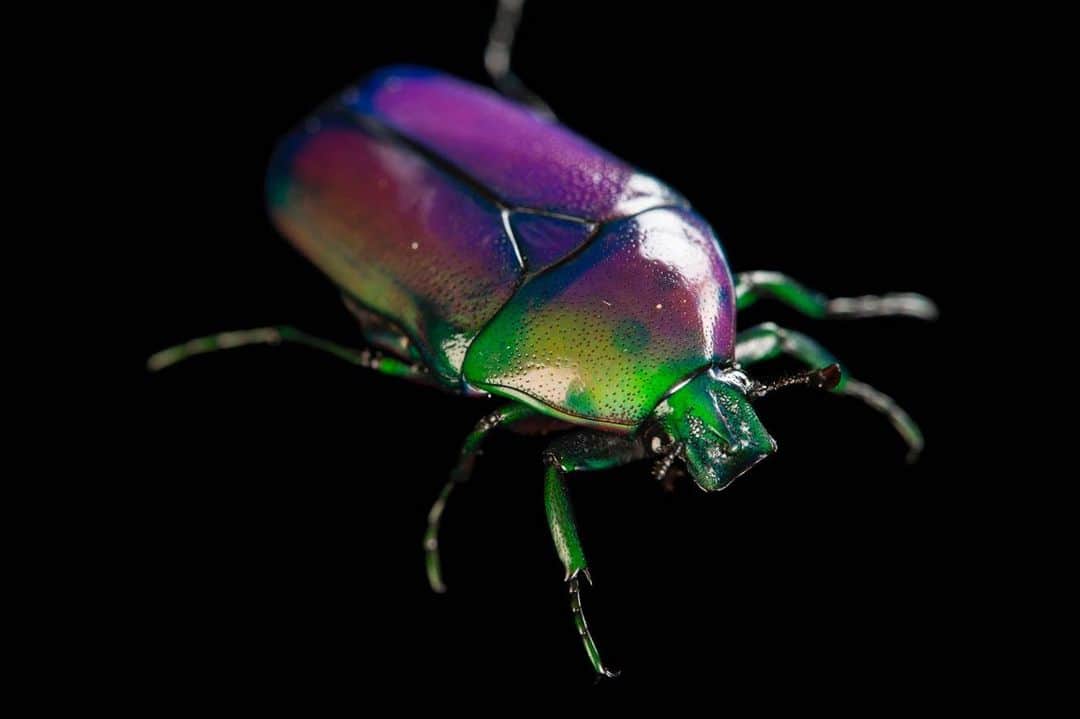 Joel Sartoreさんのインスタグラム写真 - (Joel SartoreInstagram)「Scarab beetles, like this emerald beetle from Kenya, play an important role as decomposers in many natural communities. Both the colorful, hard-coated adult beetles and their larvae feed on and break down plant matter. This action helps to create soil which contains all of the nutrients plants need to grow! To encourage beetles to visit your yard, try keeping a log or pile of dead wood present in your garden. Photo taken @cincinnatizoo. #beetle #emeraldbeetle #decomposer #colorful #jewel #photoark #savetogether」5月18日 23時52分 - joelsartore
