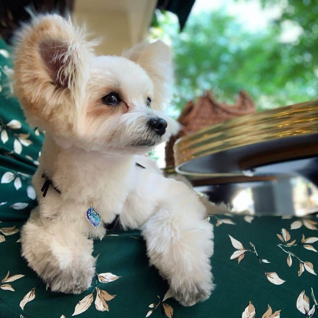 チャン・リーメイのグルメインスタ