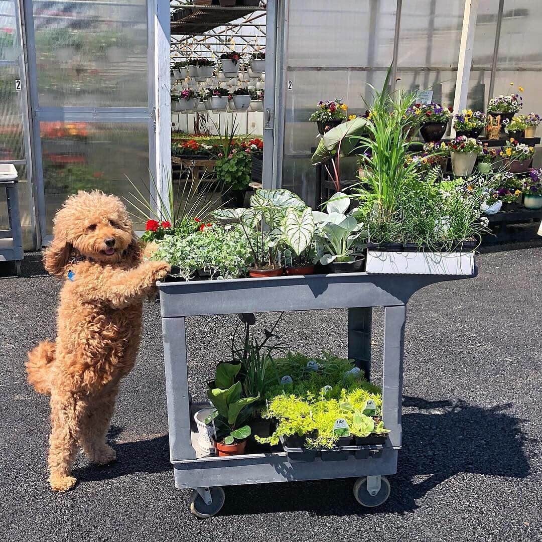 ELLE Magazineさんのインスタグラム写真 - (ELLE MagazineInstagram)「It's the perfect weekend for some house plant shopping.  Rg: @samsonthedood」5月19日 0時16分 - elleusa