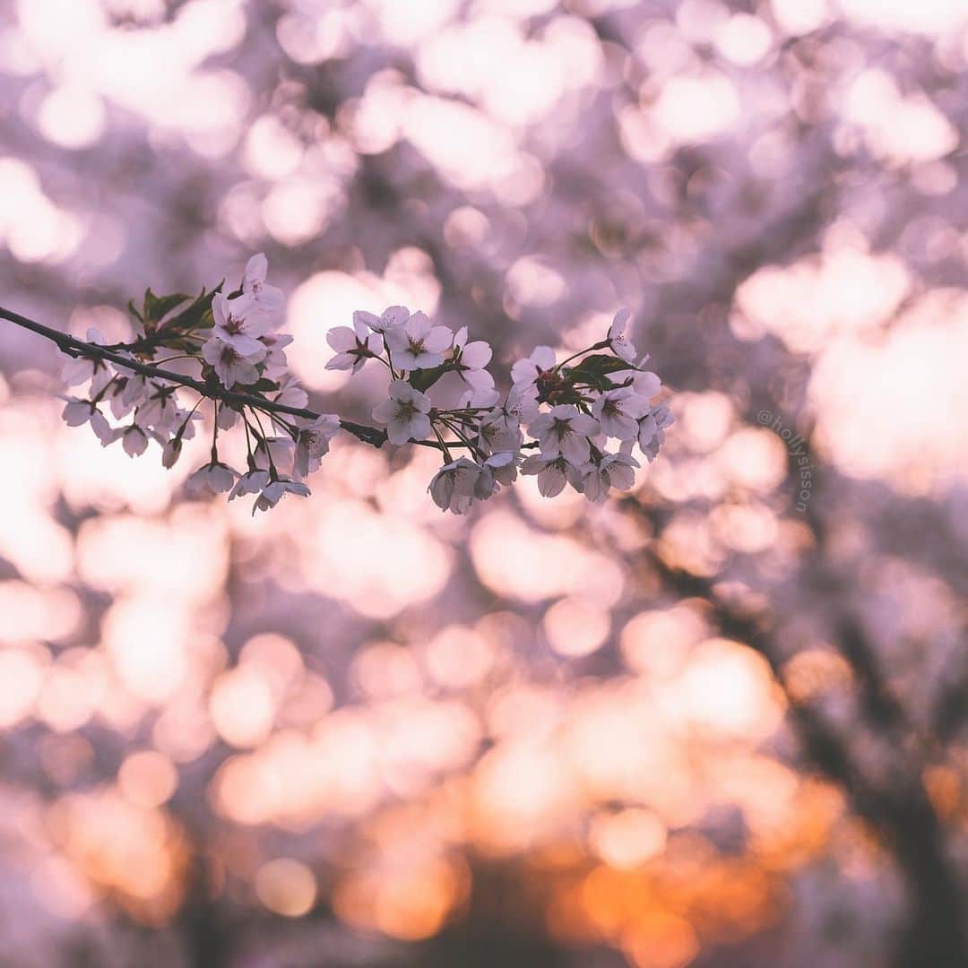 Holly Sissonのインスタグラム：「Cherry Blossom Bokeh  #toronto #spring #bokeh #cherryblossoms ~ Canon 1D X MkII + 100mm f2.8L Macro IS @ f3.5 (See my bio for full camera equipment information plus info on how I process my images. 😊)」