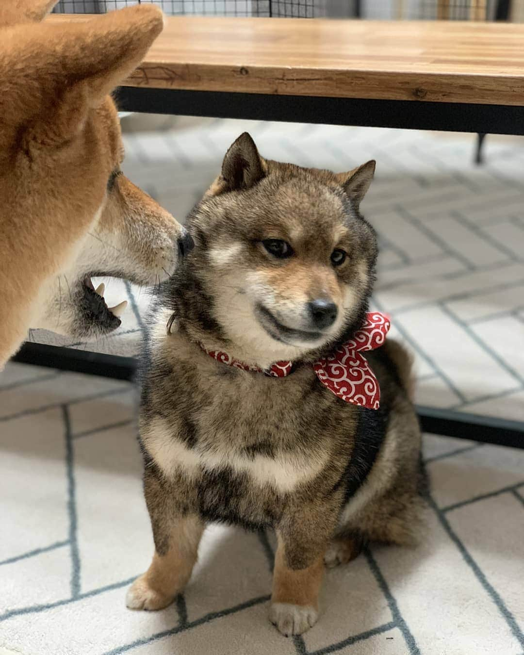 9GAGさんのインスタグラム写真 - (9GAGInstagram)「Sometimes you just wanna talk back to your mom - 📸 @j_n_d_r - #shibainu #rebellious #9gag」5月18日 15時42分 - 9gag