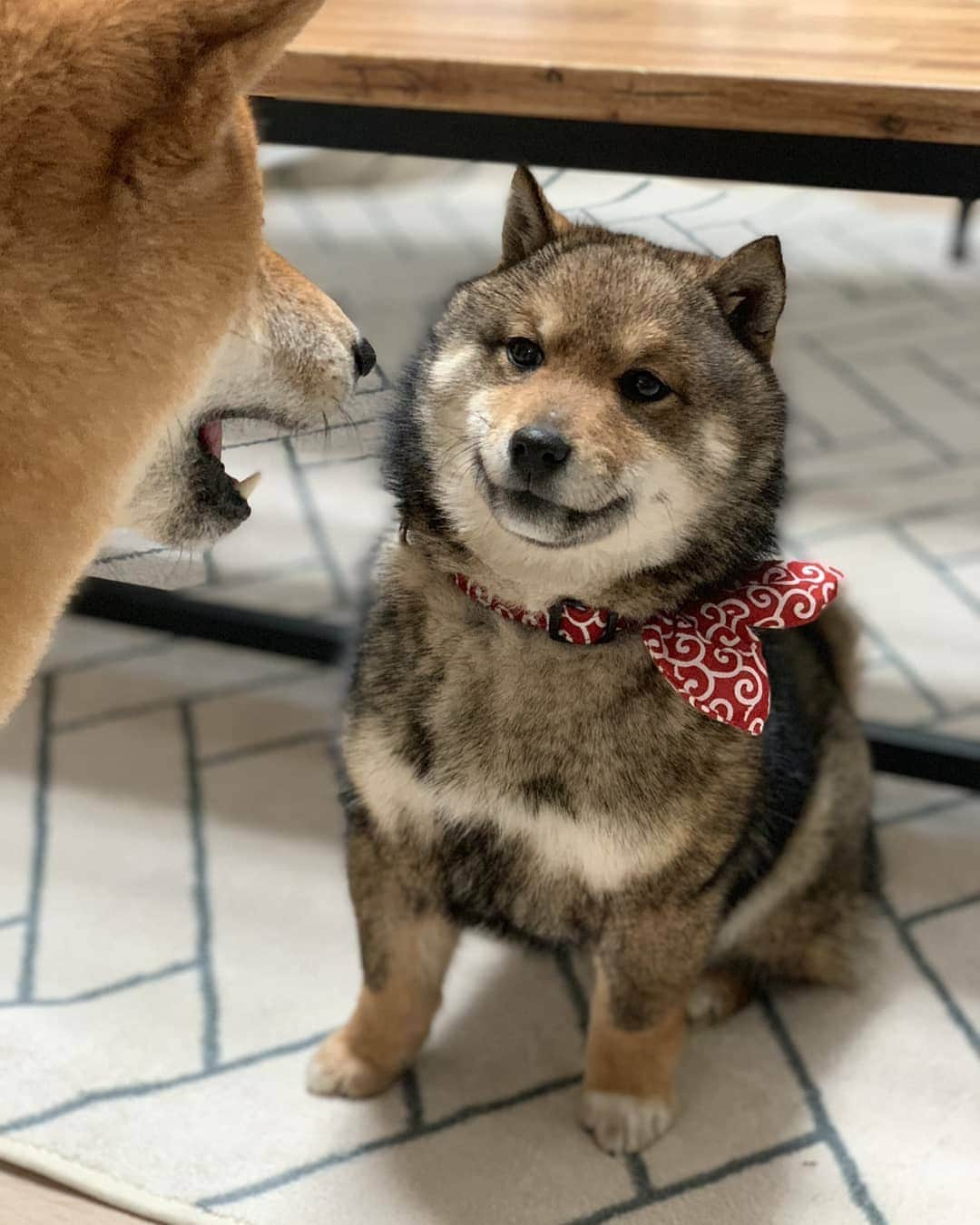 9GAGさんのインスタグラム写真 - (9GAGInstagram)「Sometimes you just wanna talk back to your mom - 📸 @j_n_d_r - #shibainu #rebellious #9gag」5月18日 15時42分 - 9gag