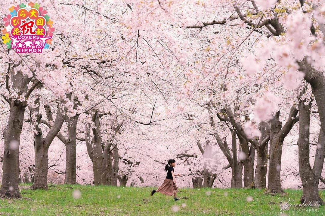 Only Japanese photographsさんのインスタグラム写真 - (Only Japanese photographsInstagram)「🌸Lovers春チャレンジ 花びら大回転2019🌸  Today's 花びら二スト: 🏆 @you.iwata 🏆 Challenge Tag : #花びら大回転2019 Location : 青森県(Aomori. Japan) Photo selected : @lovers_nippon ￣￣￣￣￣￣￣￣￣￣￣￣￣￣￣￣￣￣￣￣ 🌸🌷Congratulations❗️🌺☘ ㊗️おめでとうございます🎉🎉🎉 ⁑ ￣￣￣￣￣￣￣￣￣￣￣￣￣￣￣￣￣￣￣￣ 『Lovers Nipponからのお願い』  都道府県のみでも結構ですので必ず国内の撮影場所を明記ください。 風景【 #Lovers_Nippon 】 ポートレート【 #Lovers_Nippon_Portrait 】 アート【 #Lovers_Nippon_Artistic 】 ￣￣￣￣￣￣￣￣￣￣￣￣￣￣￣￣￣￣￣￣」5月18日 16時01分 - lovers_nippon