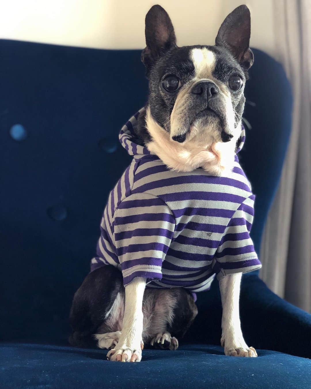 shin1ohnoのインスタグラム：「やる気 #bostonterrier #shotoniphone」