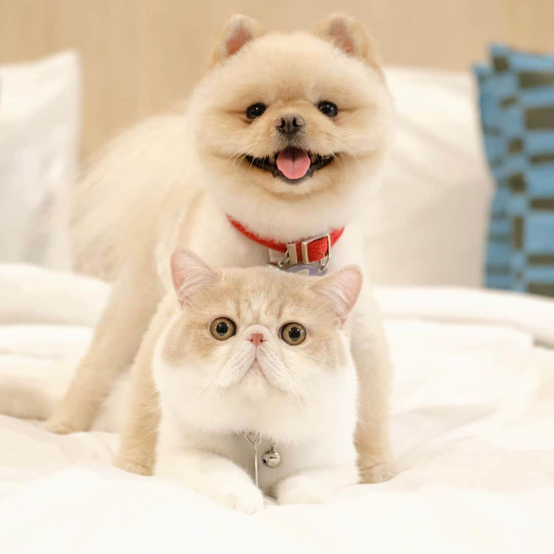 むじさまさんのインスタグラム写真 - (むじさまInstagram)「🐶 🐱」5月18日 16時31分 - mujisama