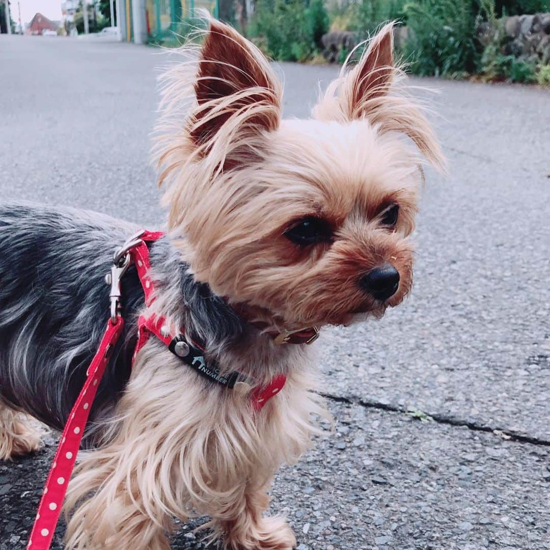 Rubyさんのインスタグラム写真 - (RubyInstagram)「ㅤㅤㅤㅤㅤㅤㅤㅤㅤㅤㅤㅤㅤㅤㅤ 🐶💬 I like this flower anyone know the name? グランパとお散歩したよ。 このお花の香りが大好きなんだよ。 なんのお花かママは分からないんだって。 ㅤㅤㅤㅤㅤㅤㅤㅤㅤㅤㅤㅤㅤㅤㅤ ㅤㅤㅤㅤㅤㅤㅤㅤㅤㅤㅤㅤㅤㅤㅤ #yorkie #ヨーキー #yorkshireterrier #ヨークシャテリア」5月18日 16時37分 - ruby_the_yorkie