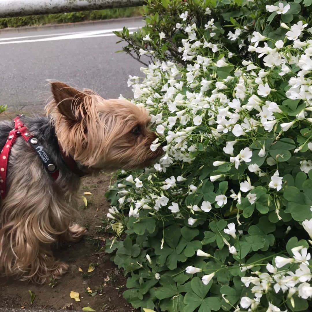 Rubyさんのインスタグラム写真 - (RubyInstagram)「ㅤㅤㅤㅤㅤㅤㅤㅤㅤㅤㅤㅤㅤㅤㅤ 🐶💬 I like this flower anyone know the name? グランパとお散歩したよ。 このお花の香りが大好きなんだよ。 なんのお花かママは分からないんだって。 ㅤㅤㅤㅤㅤㅤㅤㅤㅤㅤㅤㅤㅤㅤㅤ ㅤㅤㅤㅤㅤㅤㅤㅤㅤㅤㅤㅤㅤㅤㅤ #yorkie #ヨーキー #yorkshireterrier #ヨークシャテリア」5月18日 16時37分 - ruby_the_yorkie