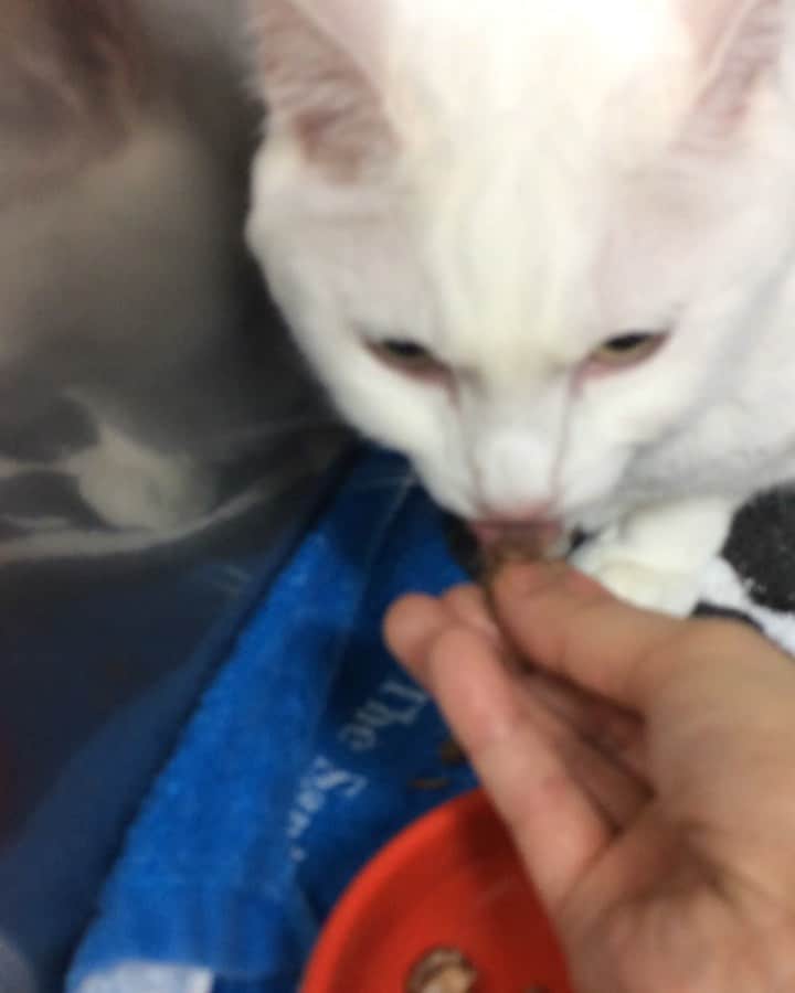 岡田屋鉄蔵のインスタグラム：「緊張してたんですよね。」